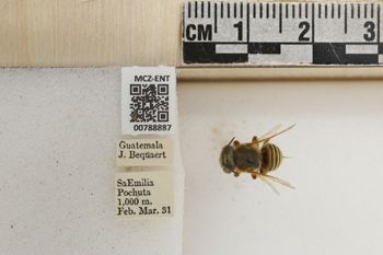 Media type: image;   Entomology 788887 Aspect: Labels
